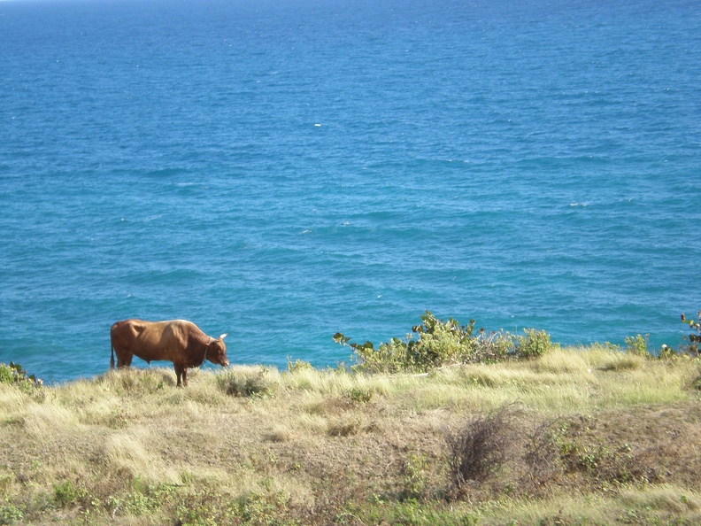 St Kitts Train Ride15.JPG